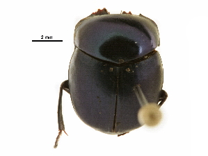  ( - BIOUG28573-H11)  @11 [ ] CreativeCommons - Attribution (2018) CBG Photography Group Centre for Biodiversity Genomics