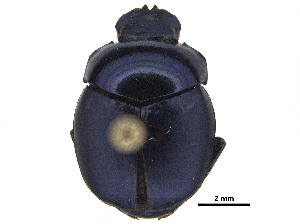  ( - BIOUG28574-A01)  @11 [ ] CreativeCommons - Attribution (2018) CBG Photography Group Centre for Biodiversity Genomics