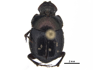  ( - BIOUG28574-C07)  @11 [ ] CreativeCommons - Attribution (2018) CBG Photography Group Centre for Biodiversity Genomics