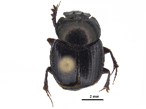  ( - BIOUG28574-C09)  @11 [ ] CreativeCommons - Attribution (2018) CBG Photography Group Centre for Biodiversity Genomics