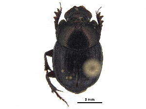  ( - BIOUG28574-C10)  @11 [ ] CreativeCommons - Attribution (2018) CBG Photography Group Centre for Biodiversity Genomics