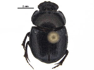  ( - BIOUG28574-C11)  @11 [ ] CreativeCommons - Attribution (2018) CBG Photography Group Centre for Biodiversity Genomics