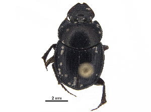  ( - BIOUG28574-C12)  @11 [ ] CreativeCommons - Attribution (2018) CBG Photography Group Centre for Biodiversity Genomics