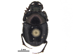  ( - BIOUG28574-D02)  @11 [ ] CreativeCommons - Attribution (2018) CBG Photography Group Centre for Biodiversity Genomics