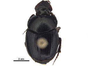  ( - BIOUG28574-D03)  @11 [ ] CreativeCommons - Attribution (2018) CBG Photography Group Centre for Biodiversity Genomics