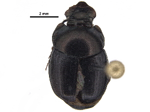  ( - BIOUG28574-D05)  @11 [ ] CreativeCommons - Attribution (2018) CBG Photography Group Centre for Biodiversity Genomics