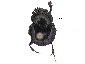  ( - BIOUG28574-D06)  @11 [ ] CreativeCommons - Attribution (2018) CBG Photography Group Centre for Biodiversity Genomics