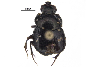  ( - BIOUG28574-D07)  @11 [ ] CreativeCommons - Attribution (2018) CBG Photography Group Centre for Biodiversity Genomics
