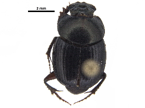  ( - BIOUG28574-D08)  @11 [ ] CreativeCommons - Attribution (2018) CBG Photography Group Centre for Biodiversity Genomics