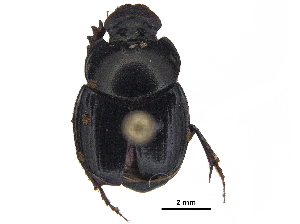  ( - BIOUG28574-D09)  @11 [ ] CreativeCommons - Attribution (2018) CBG Photography Group Centre for Biodiversity Genomics