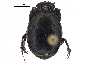  ( - BIOUG28574-D10)  @11 [ ] CreativeCommons - Attribution (2018) CBG Photography Group Centre for Biodiversity Genomics