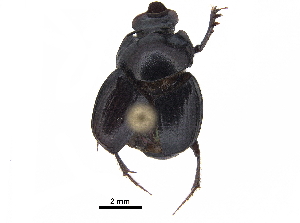  ( - BIOUG28574-D11)  @11 [ ] CreativeCommons - Attribution (2018) CBG Photography Group Centre for Biodiversity Genomics