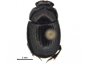  ( - BIOUG28574-E02)  @11 [ ] CreativeCommons - Attribution (2018) CBG Photography Group Centre for Biodiversity Genomics
