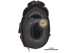  ( - BIOUG28574-E10)  @11 [ ] CreativeCommons - Attribution (2018) CBG Photography Group Centre for Biodiversity Genomics