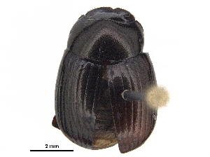  ( - BIOUG28574-F04)  @11 [ ] CreativeCommons - Attribution (2018) CBG Photography Group Centre for Biodiversity Genomics
