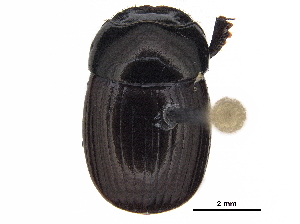  ( - BIOUG28574-F06)  @11 [ ] CreativeCommons - Attribution (2018) CBG Photography Group Centre for Biodiversity Genomics