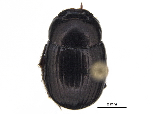  ( - BIOUG28574-F07)  @11 [ ] CreativeCommons - Attribution (2018) CBG Photography Group Centre for Biodiversity Genomics