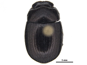  ( - BIOUG28574-F10)  @11 [ ] CreativeCommons - Attribution (2018) CBG Photography Group Centre for Biodiversity Genomics