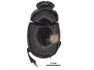  ( - BIOUG28574-G02)  @11 [ ] CreativeCommons - Attribution (2018) CBG Photography Group Centre for Biodiversity Genomics