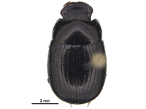  ( - BIOUG28574-G04)  @11 [ ] CreativeCommons - Attribution (2018) CBG Photography Group Centre for Biodiversity Genomics