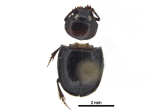  ( - BIOUG28575-C08)  @11 [ ] CreativeCommons - Attribution (2018) CBG Photography Group Centre for Biodiversity Genomics