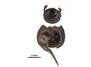  (Canthidium aff. vespertinum - BIOUG28575-E02)  @11 [ ] CreativeCommons - Attribution (2018) CBG Photography Group Centre for Biodiversity Genomics