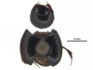  ( - BIOUG28575-E03)  @11 [ ] CreativeCommons - Attribution (2018) CBG Photography Group Centre for Biodiversity Genomics