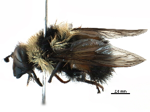  ( - BIOUG10365-B09)  @11 [ ] CreativeCommons - Attribution (2016) CBG Photography Group Centre for Biodiversity Genomics