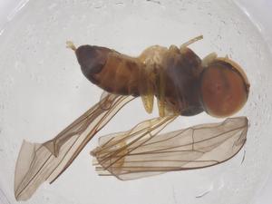  ( - BIOUG10368-E11)  @11 [ ] CreativeCommons - Attribution Share - Alike (2025) Centre for Biodiversity Genomics Centre for Biodiversity Genomics