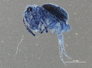  (Dicyrtoma - BIOUG10599-F11)  @14 [ ] CreativeCommons - Attribution (2014) CBG Photography Group Centre for Biodiversity Genomics