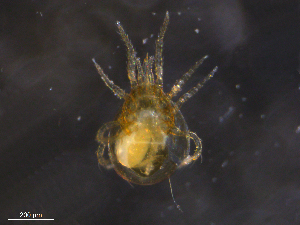  ( - BIOUG10795-G12)  @11 [ ] CreativeCommons - Attribution (2019) CBG Photography Group Centre for Biodiversity Genomics