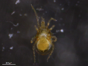  ( - BIOUG10855-A07)  @11 [ ] CreativeCommons - Attribution (2019) CBG Photography Group Centre for Biodiversity Genomics