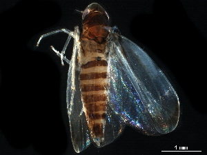  (Eupteryx vanduzei - BIOUG10854-H07)  @11 [ ] CreativeCommons - Attribution (2017) CBG Photography Group Centre for Biodiversity Genomics