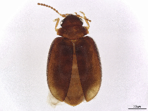  ( - BIOUG11086-A04)  @11 [ ] CreativeCommons - Attribution Share-Alike (2024) CBG Photography Group Centre for Biodiversity Genomics