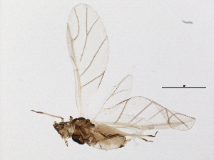  ( - BIOUG10563-B03)  @13 [ ] CreativeCommons - Attribution (2014) CBG Photography Group Centre for Biodiversity Genomics