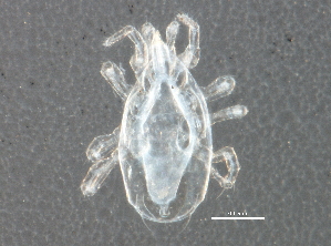  (Typhlodrominae - BIOUG12114-C02)  @15 [ ] CC-0 (2014) CBG Photography Group Centre for Biodiversity Genomics