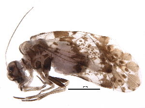  ( - BIOUG12697-D11)  @13 [ ] CreativeCommons - Attribution (2016) CBG Photography Group Centre for Biodiversity Genomics