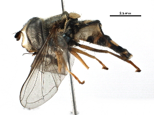  ( - BIOUG14129-G03)  @13 [ ] CreativeCommons - Attribution (2016) CBG Photography Group Centre for Biodiversity Genomics