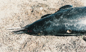  (Mesoplodon - CNP-MM-31)  @11 [ ] Copyright (2012) Enrique A Crespo Marine Mammal Lab- CENPAT-CONICET