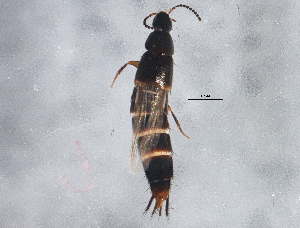  ( - BIOUG02913-B02)  @13 [ ] CreativeCommons - Attribution (2013) CBG Photography Group Centre for Biodiversity Genomics