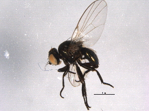  ( - BIOUG02981-C08)  @13 [ ] CreativeCommons - Attribution (2014) CBG Photography Group Centre for Biodiversity Genomics