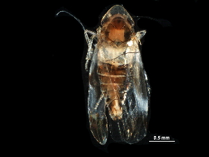  (Erythroneura vitis - BIOUG02986-C08)  @11 [ ] CreativeCommons - Attribution (2017) CBG Photography Group Centre for Biodiversity Genomics