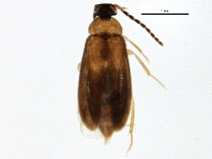  (Canifa plagiata - BIOUG02988-C12)  @14 [ ] CreativeCommons - Attribution (2013) CBG Photography Group Centre for Biodiversity Genomics