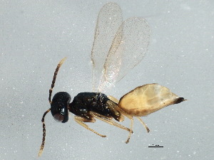  ( - BIOUG02984-C05)  @12 [ ] CreativeCommons - Attribution (2013) CBG Photography Group Centre for Biodiversity Genomics