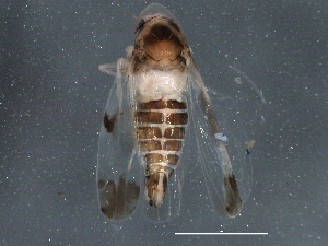  ( - BIOUG02990-G06)  @11 [ ] CreativeCommons - Attribution (2013) CBG Photography Group Centre for Biodiversity Genomics