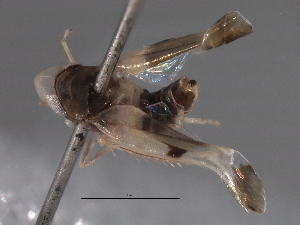  ( - BIOUG02994-G05)  @12 [ ] CreativeCommons - Attribution (2013) CBG Photography Group Centre for Biodiversity Genomics