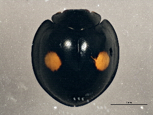  ( - BIOUG02913-C02)  @13 [ ] CreativeCommons - Attribution (2013) CBG Photography Group Centre for Biodiversity Genomics