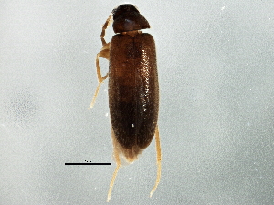  ( - BIOUG02988-F05)  @13 [ ] CreativeCommons - Attribution (2013) CBG Photography Group Centre for Biodiversity Genomics
