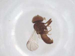  ( - BIOUG03062-F04)  @11 [ ] CreativeCommons - Attribution Share - Alike (2025) Centre for Biodiversity Genomics Centre for Biodiversity Genomics