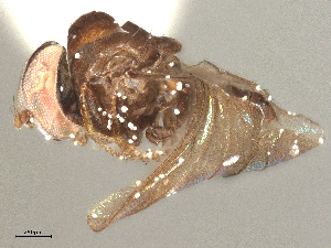  ( - BIOUG03069-B05)  @11 [ ] CreativeCommons - Attribution Share - Alike (2025) CBG Photography Group Centre for Biodiversity Genomics